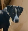 adoptable Dog in , TN named Clancy