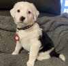 Remy