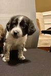Gracie