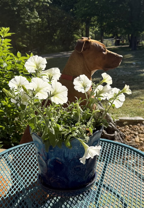 MICAH - Labrador Retriever available for adoption