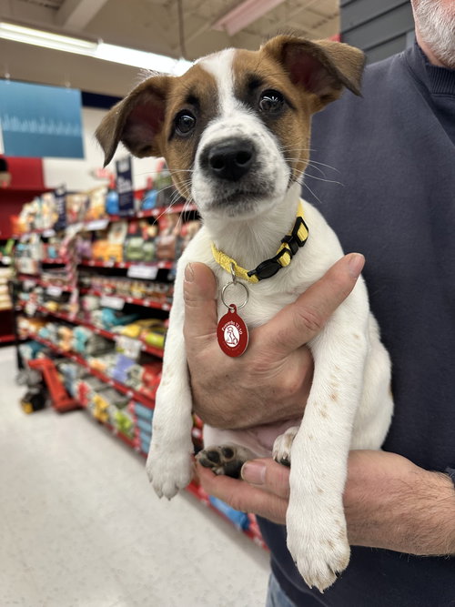 LuLu