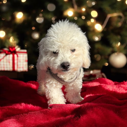 Teddi
