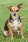 Sandy (bonded with Manny)