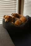 Sandy (bonded with Manny)