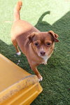 Manny (bonded with Sandy)