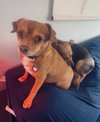 Manny (bonded with Sandy)