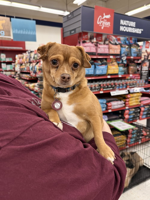 Manny (bonded with Sandy)
