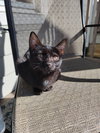 Gracie
