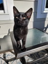 Gracie