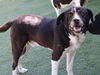 adoptable Dog in  named Southern