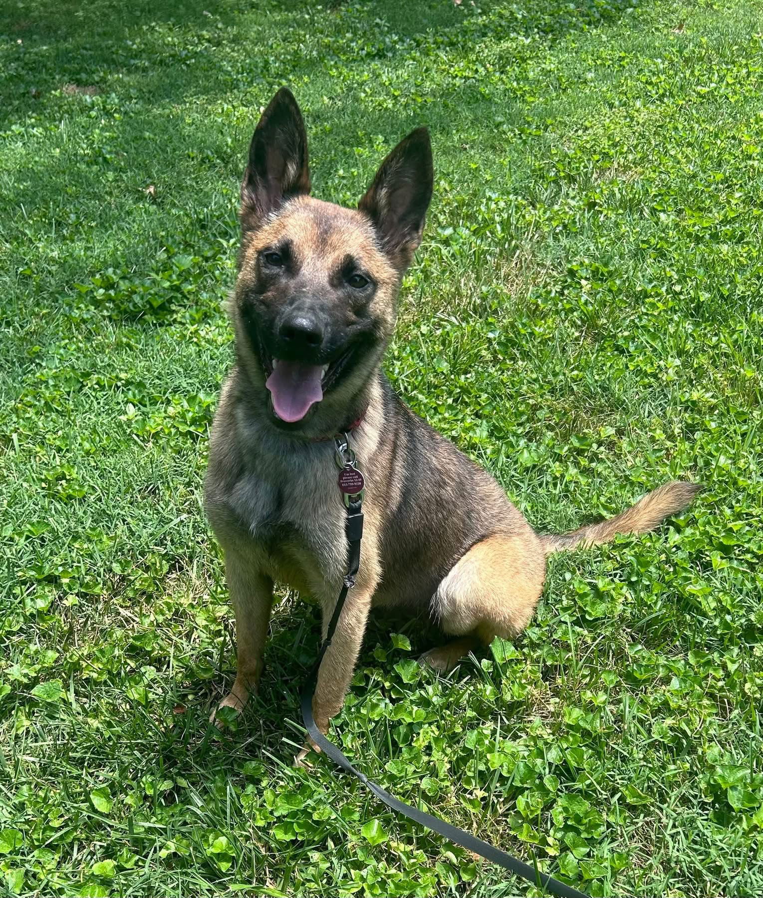 adoptable Dog in Nashville, TN named Nya