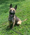 adoptable Dog in  named Nya