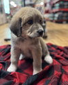 Enzo