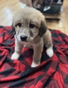 Enzo