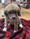 Enzo