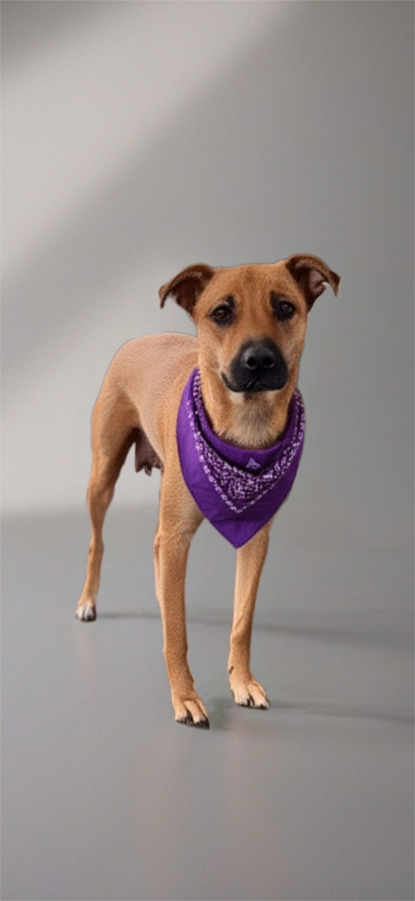 adoptable Dog in Nashville, TN named Sugar Plum