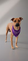adoptable Dog in  named Sugar Plum