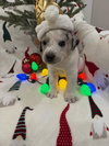 Arnie