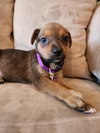 Ruger