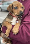 Ruger