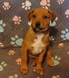 Ruger