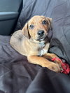 Ruger