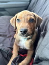 Ruger