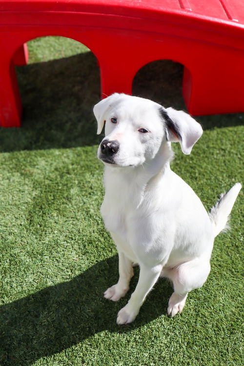 picture of the dog needing adoption
