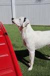 Bolt