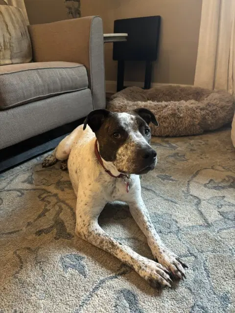 Beau Bryce - American Bulldog
