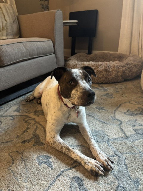 Beau Bryce, an adoptable Cattle Dog in Nashville, TN