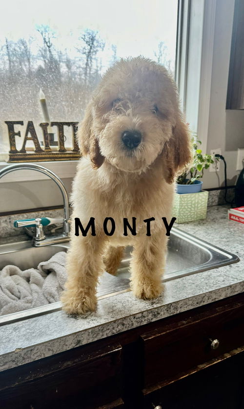 Monty