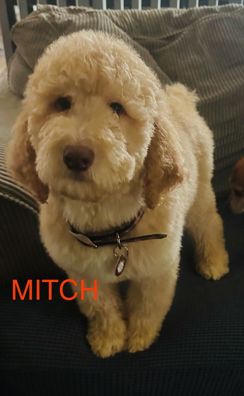 Mitch