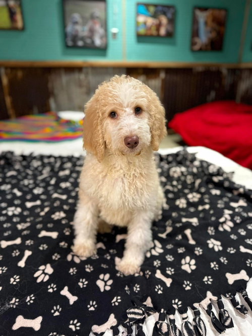 Mollymae