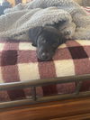 Rex