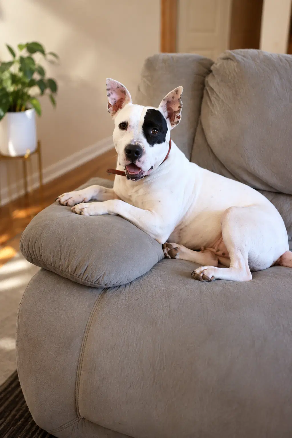 Rosie Rose - Pit Bull Terrier