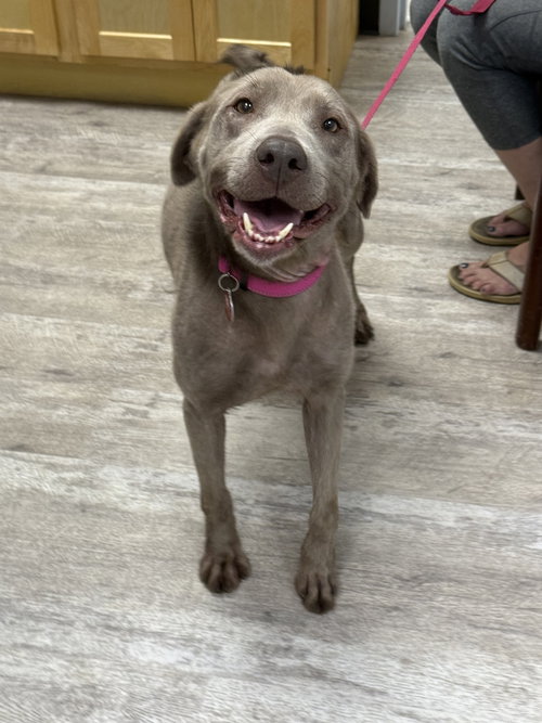 Nova