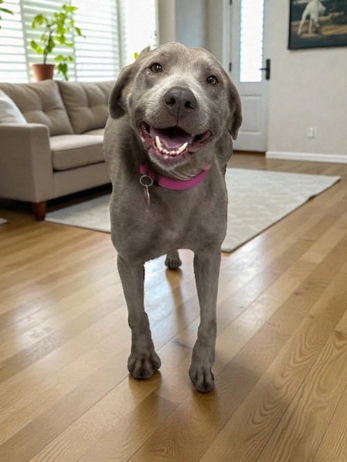 Nova