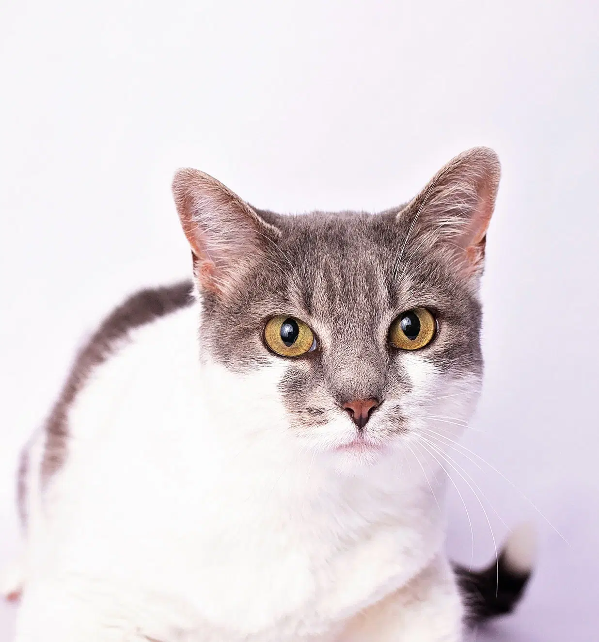 Charlie image 3