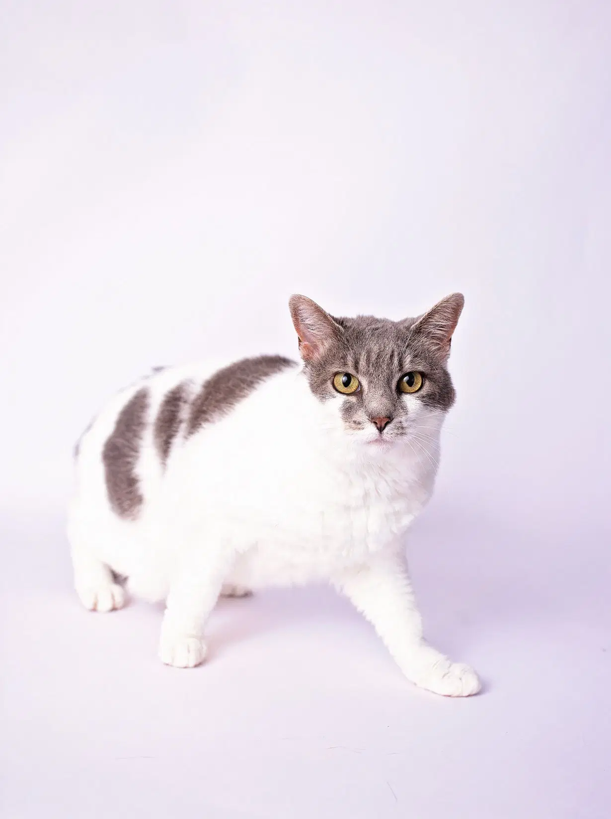 Charlie image 4
