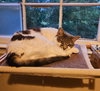 Charlie - Photo 1