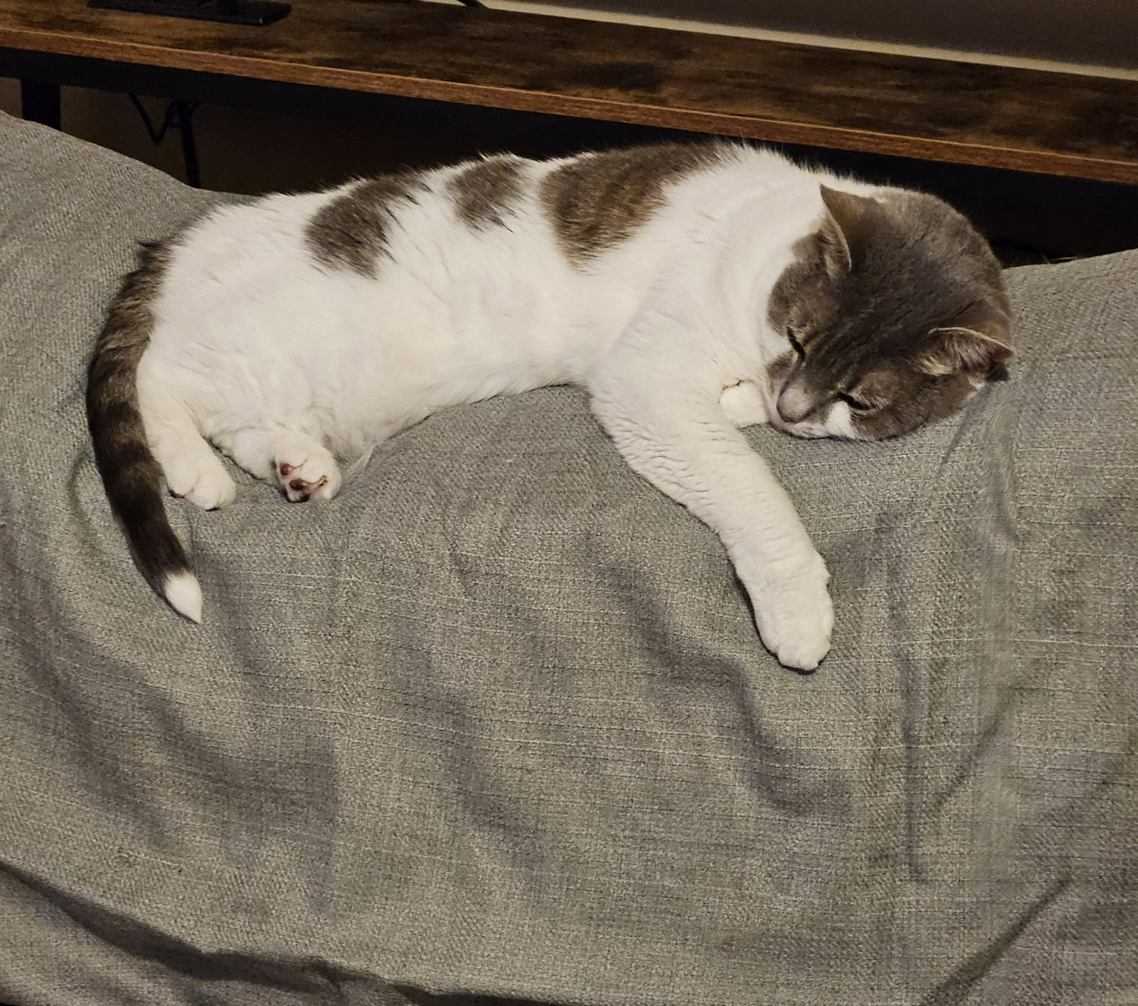 Charlie, photo 2
