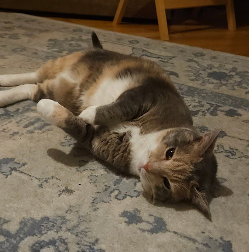 TORI - Domestic Short Hair / Calico for adoption in Nashville