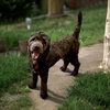 Harvey