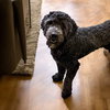Harvey