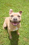 adoptable Dog in  named Gordon