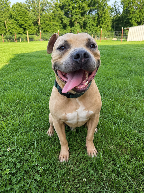 Gordon, an adoptable American Staffordshire Terrier in Nashville, TN