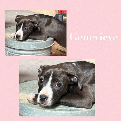 Genevieve (Gen)