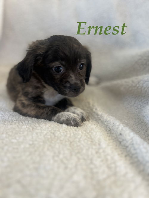 Ernest