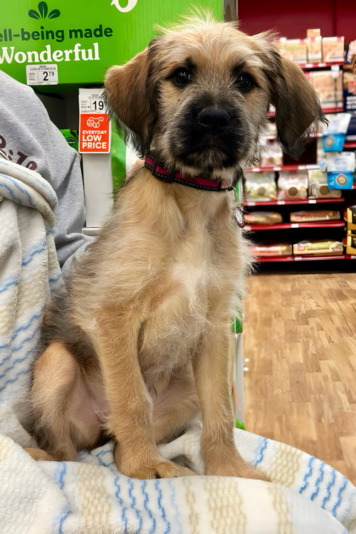 Rosie
